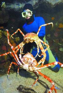 最大的甲壳动物 世界上最大的甲壳动物 杀人蟹