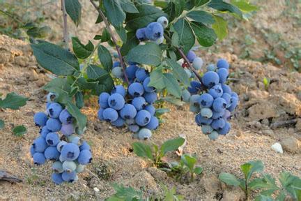 蓝莓 种植 条件 南方蓝莓种植条件
