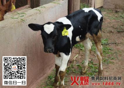犊牛疾病防治 春季犊牛常见疾病如何防治