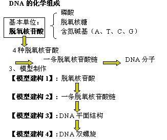 高一生物dna复制 高一生物《DNA分子的结构》教学设计