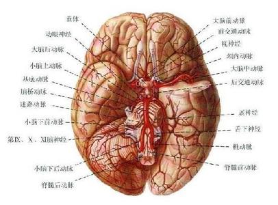 右脑思维者说话的方式 右脑的工作方式是什么