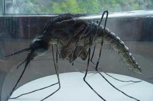 世界最大的螃蟹 世界最大的蚊子