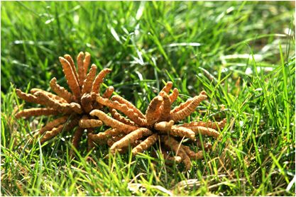 冬虫夏草的食用方法 冬虫夏草的功效 冬虫夏草的食用