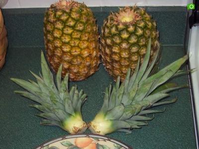 菠萝盆栽种植方法 菠萝盆栽种植方法_菠萝盆栽如何种植