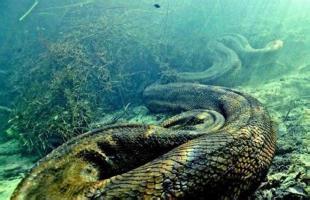 世界最长的蟒蛇有多长 世界上最长的蛇有多少米