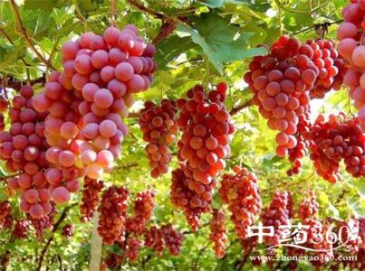 葡萄干的功效与作用 葡萄的食疗功效 葡萄的作用