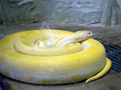 世界上最长的蟒蛇 世界上最长的黄金蟒蛇
