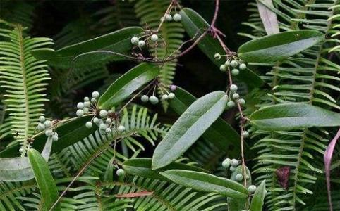 茯苓的功效与作用 茯苓的种植技术及功效作用