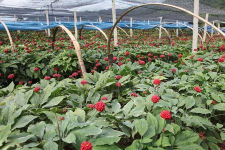 人工种植人参价格 5年生的人工种植人参价格是多少