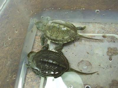 草龟的饲养方法 如何饲养小草龟_饲养小草龟的方法