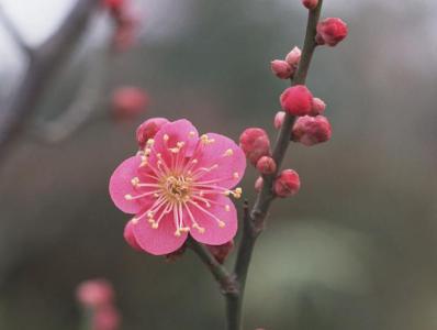 高考励志语录优美句子 写花的经典优美句子_形容花的精彩唯美语录