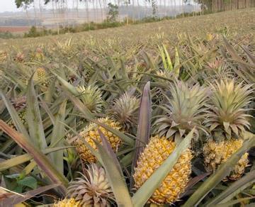 菠萝盆栽种植方法 菠萝种植方法盆栽肥料