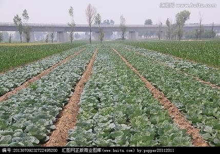 甘蓝露地种植技术视频 春季露地甘蓝种植技术