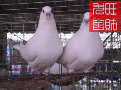 中国肉鸽饲养前景 肉鸽饲养的成本价是多少