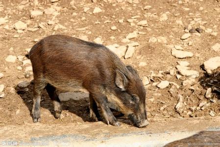 野猪养殖zs97 养殖野猪的误区有哪些