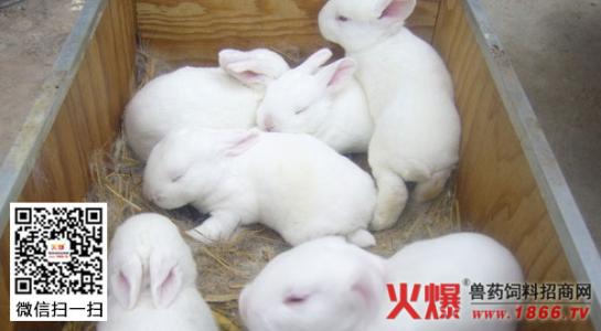 家兔的饲养方法 如何饲养家兔_饲养家兔的方法