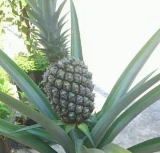 菠萝种植方法 菠萝的有什么种植方法