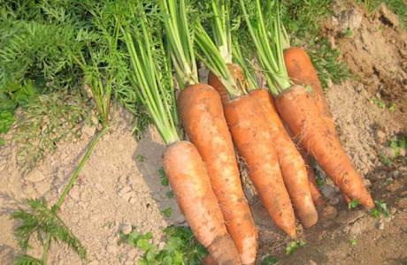 胡萝卜栽培技术 胡萝卜的栽培方法技术