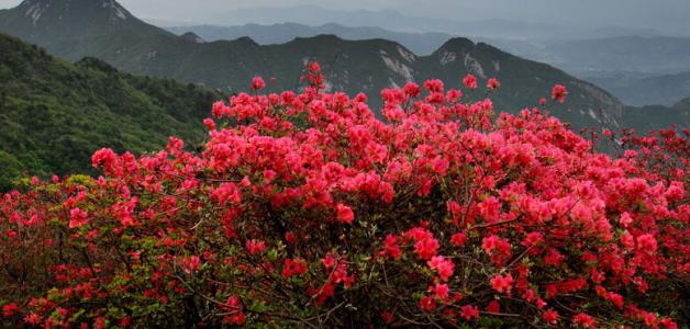 杜鹃花换盆后养护要点 杜鹃花养护的要点