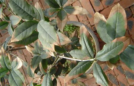 桂花树种植过程视频 桂花树种植视频