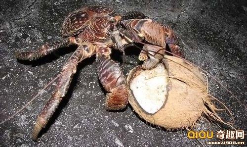 世界上最大的椰子蟹 世界上最大椰子蟹有多大