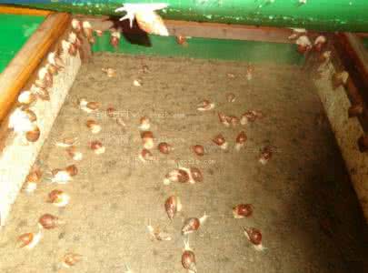 蜗牛饲养箱 蜗牛饲养土的制备方法