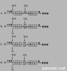 高一生物必修一试题 高一生物必修1光合作用测试试题