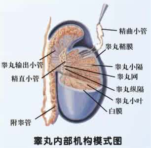 打睾丸痛的原因 睾丸痛的原因