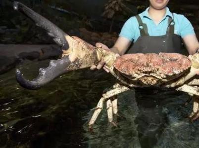 世界上最大的骄傲 世界上的最大的螃蟹