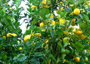 柠檬树如何种植 如何种植北京柠檬