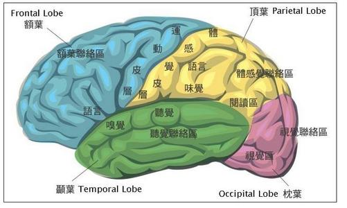 如何开发自己的右脑 如何发现自己的右脑开发了没