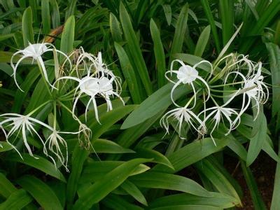 珍珠吊兰的养殖方法 蜘蛛兰的养殖方法是什么