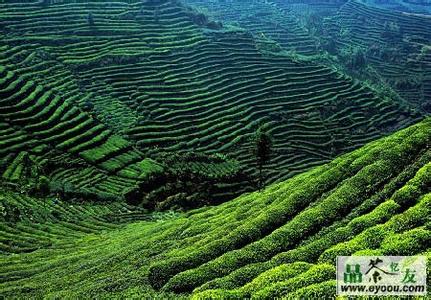 茶文化发源地 茶文化的发源地_茶文化发源于哪里