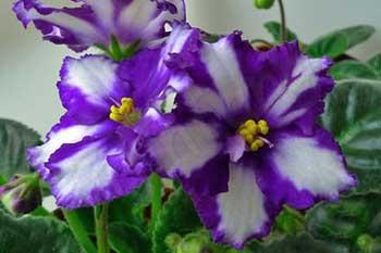 可以在室内插紫罗兰花 紫罗兰花怎么养
