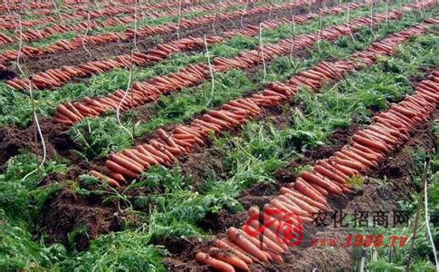 胡萝卜种植方法 胡萝卜要如何种植 胡萝卜的种植方法