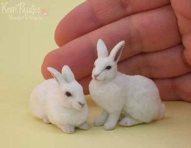 世界上最小的茶杯兔 世界上最小的兔子