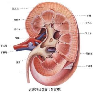 肾脏排毒的最佳方法 肾脏排毒方法，肾脏排毒的简单方法