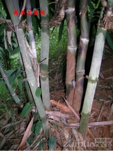 龙竹图片 龙竹的养殖方法和注意事项