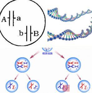 什么是等位基因 什么是非等位基因 非等位基因互补基因