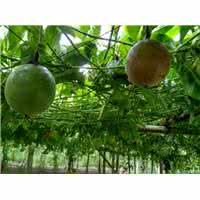 广西百香果种植基地 广西百香果的种植技术
