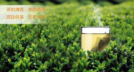 金骏眉茶采摘时间 乌龙茶采摘时间