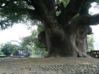 中国最大最高的树 世界上最大最高的树