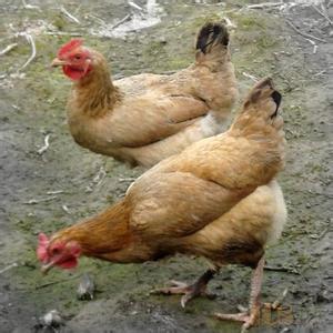 土鸡的饲养管理 养土鸡怎么养 土鸡的管理要点