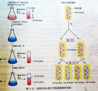 地理必修2知识点梳理 生物必修二dna的复制知识点梳理