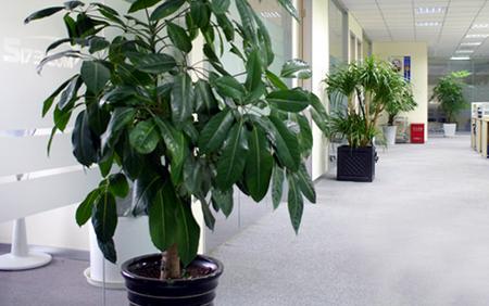 办公室绿色植物摆放图 办公室风水植物摆放