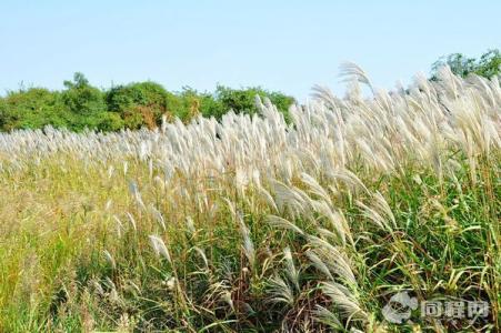 散文故乡情结 芦苇情结散文