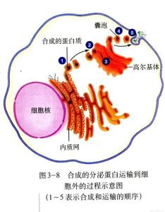 分泌蛋白的合成和运输 高中生物分泌蛋白的合成与运输