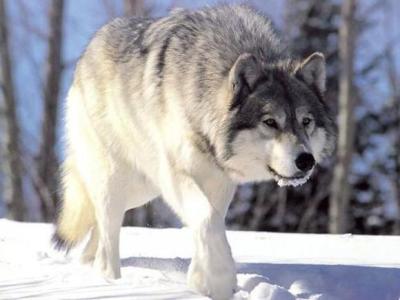 世界上体型最大的狼 世界上最大的狼