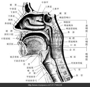 初学者怎么唱假音 假音发声方法