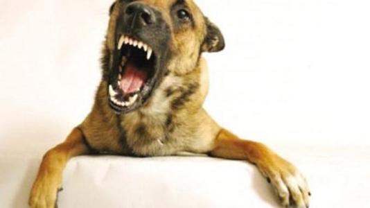 狗狗为什么突然咬人 狗为什么会突然咬人 狗突然咬人的原因